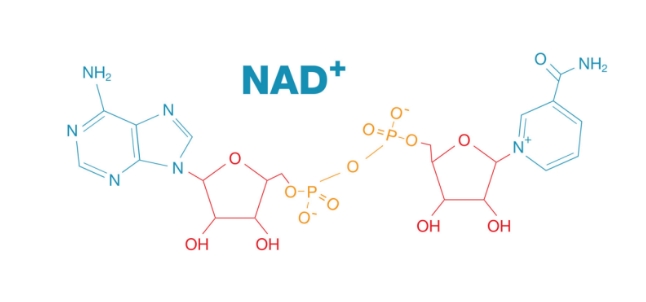 Nicotinamide Adenine Dinucleotide Powder.jpg